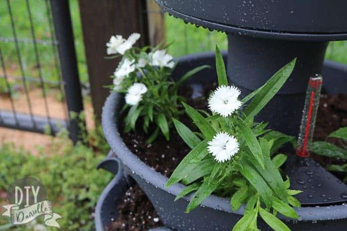 Plants on the second tier of the planter.