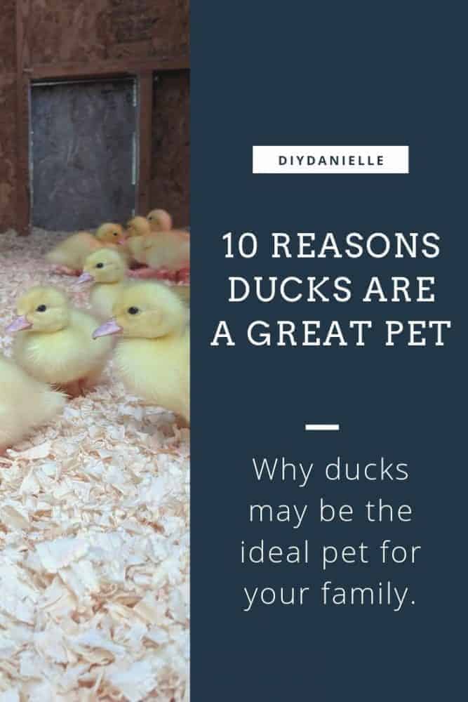 10 Reasons ducks are a great pet for some families. Are ducks the right pet for you? Here are the pros and cons of duck ownership.