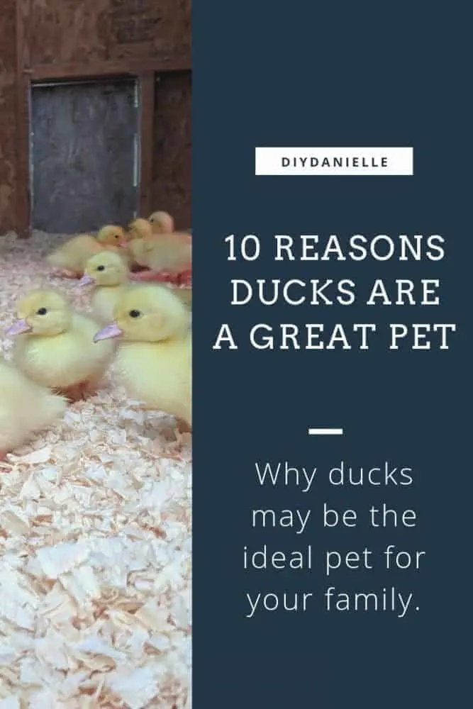 10 Reasons ducks are a great pet for some families. Are ducks the right pet for you? Here are the pros and cons of duck ownership.