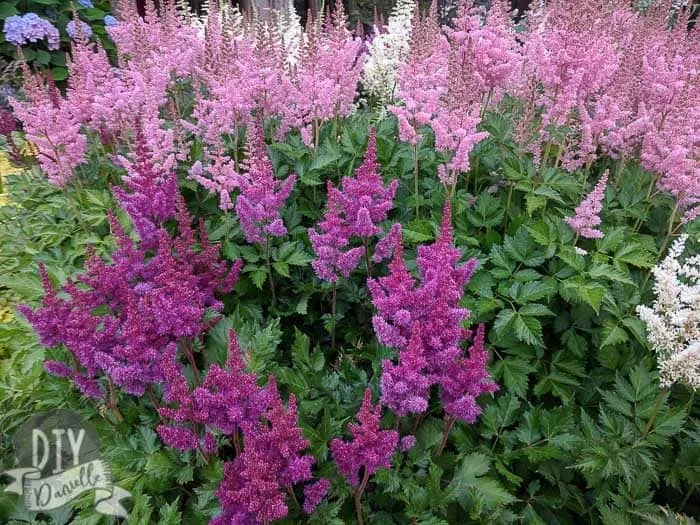 Astilbe plants grown in shade at our local village center.