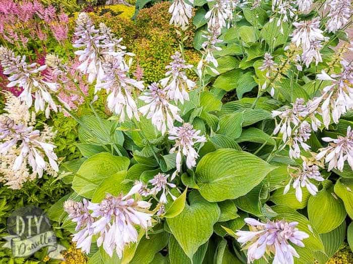 Hostas growing in a local village center.