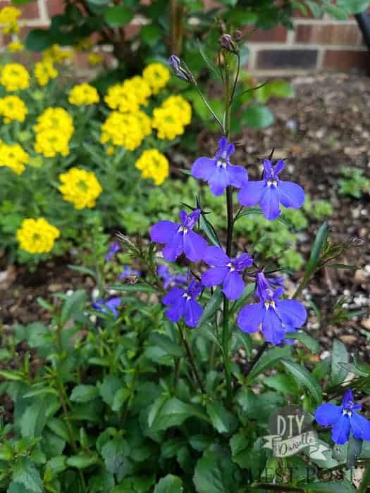 Lobelia flowers are blue and are great for a shade garden.