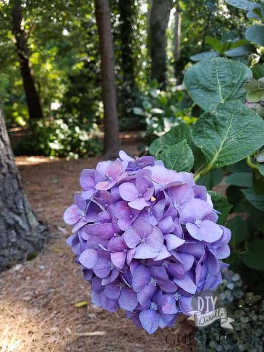 Hydrangea bushes come in different colors and can grow in shade.