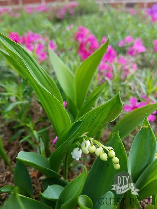 Lily of the valley will grow in shade.