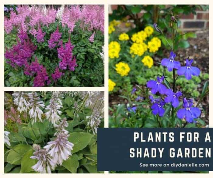 Plants to use in your shady garden.