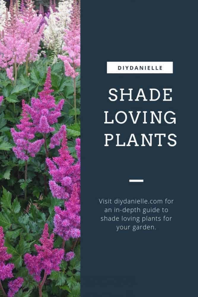 Get a list of fantastic shade loving plants for your garden. 