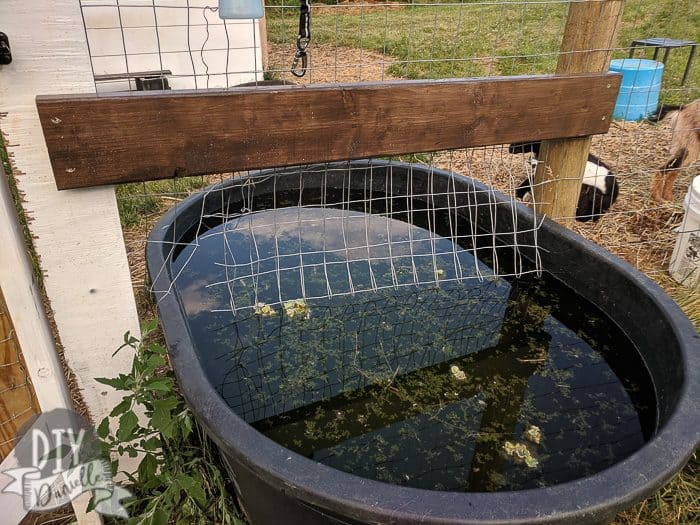 Full water trough with plants in it, stuck between two fence posts. Wire fencing above the trough and a board to hold the fencing in place.