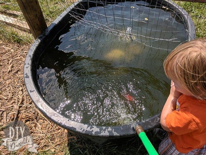 Big dog water bowl. Easy to clean and waters the trees when  draining/changing out the water.