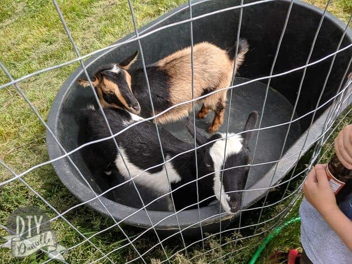 Two goats in an empty trough.