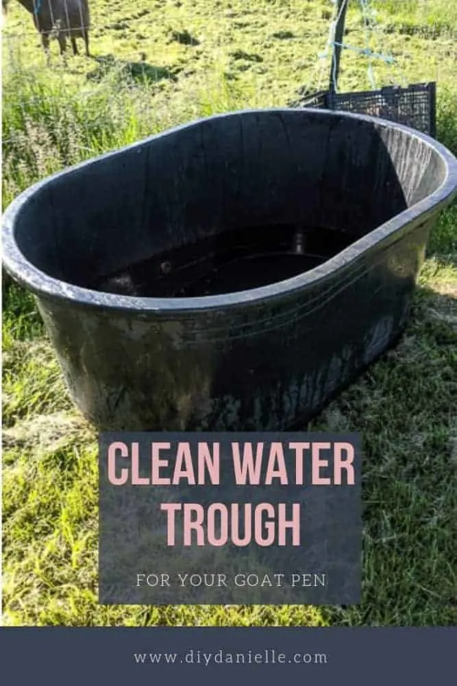 How to keep a water trough clean and algae free for your goats or other livestock.