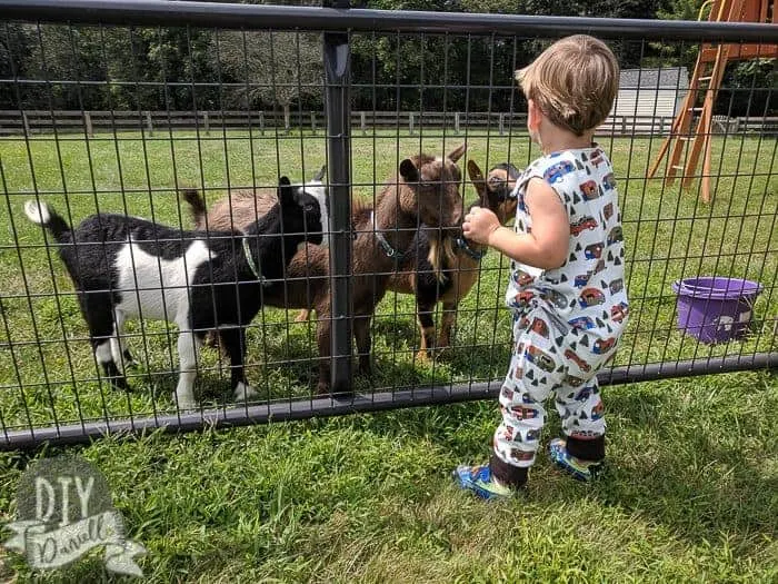 Grow with me romper on my son, age 2, size 3-6 romper. Playing with goats.