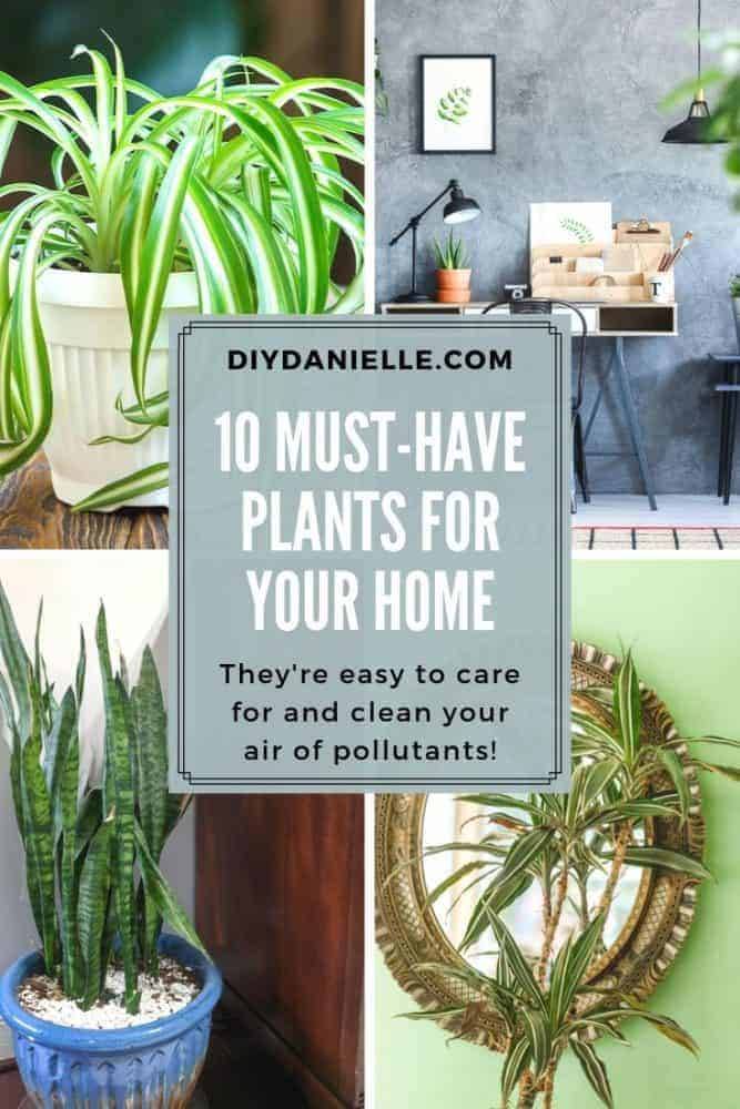 10 Must have plants that will improve the air quality in your home!