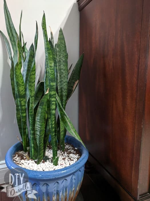 Snake plant, indoors next to a piece of furniture. Pretty blue planter.