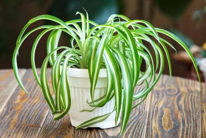 Spider plant on wood table.