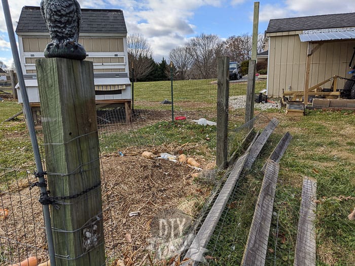 Pulling down old 5' fencing to create a predator proof run for the ducks.