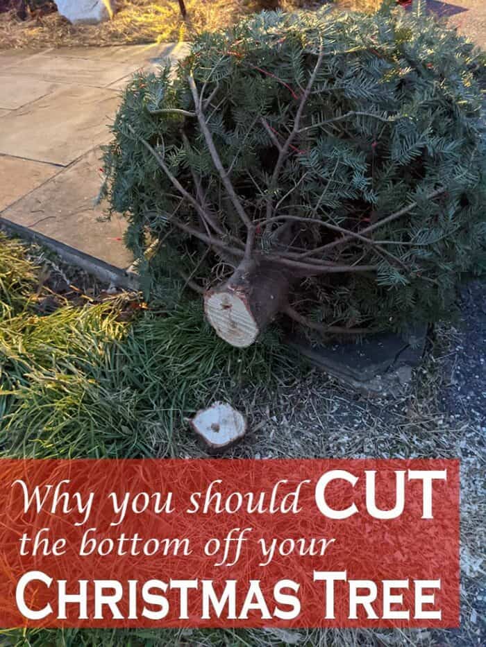 Why you should cut the bottom off your Christmas tree.