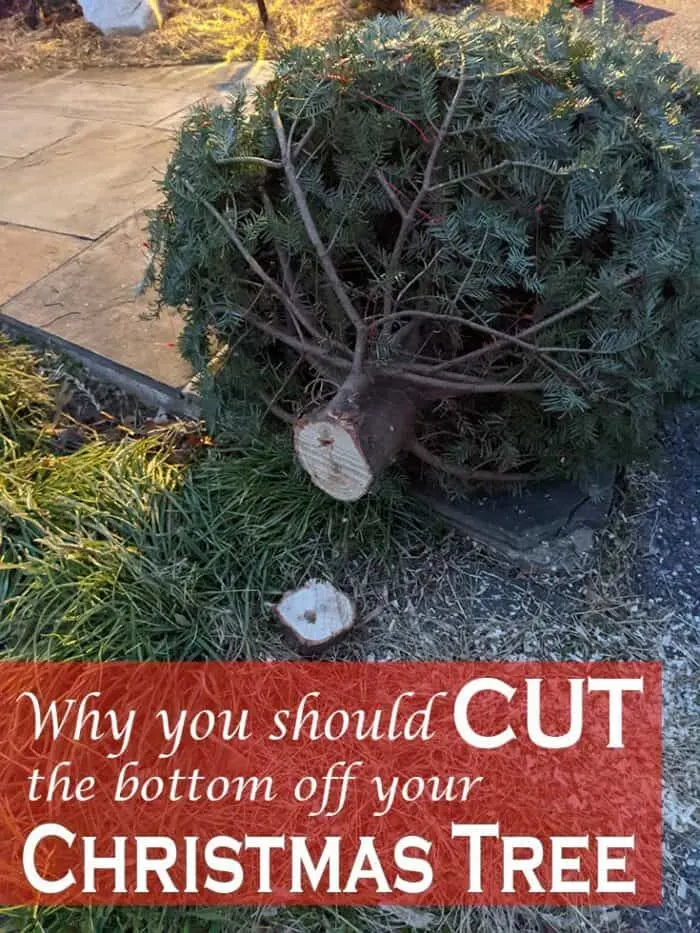 Why you should cut the bottom off your Christmas tree.