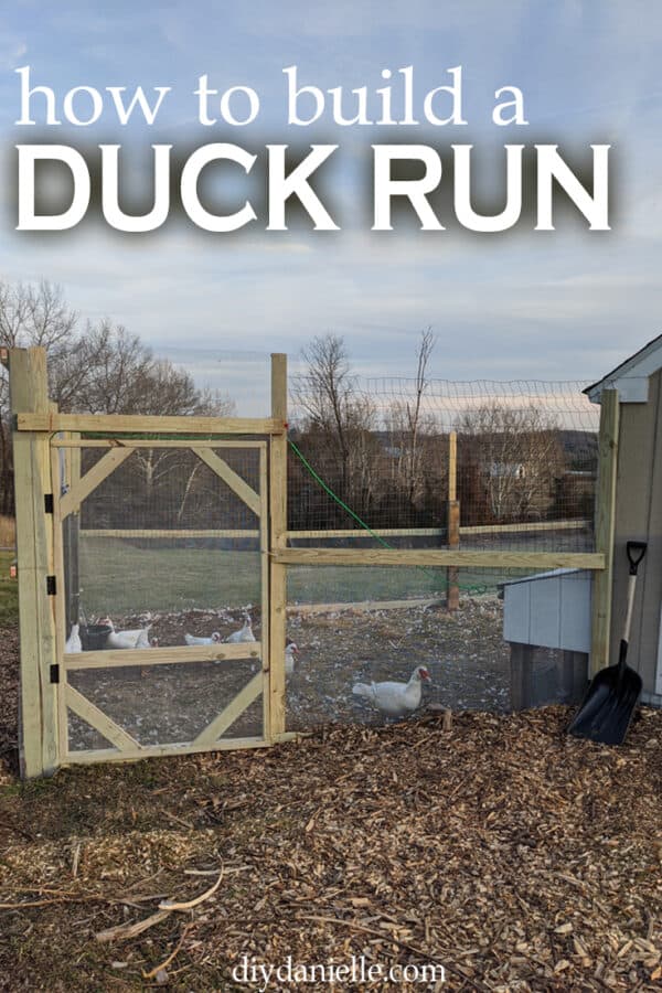 DIY Duck Run How to Build a Predator Proof Space for your Ducks or
