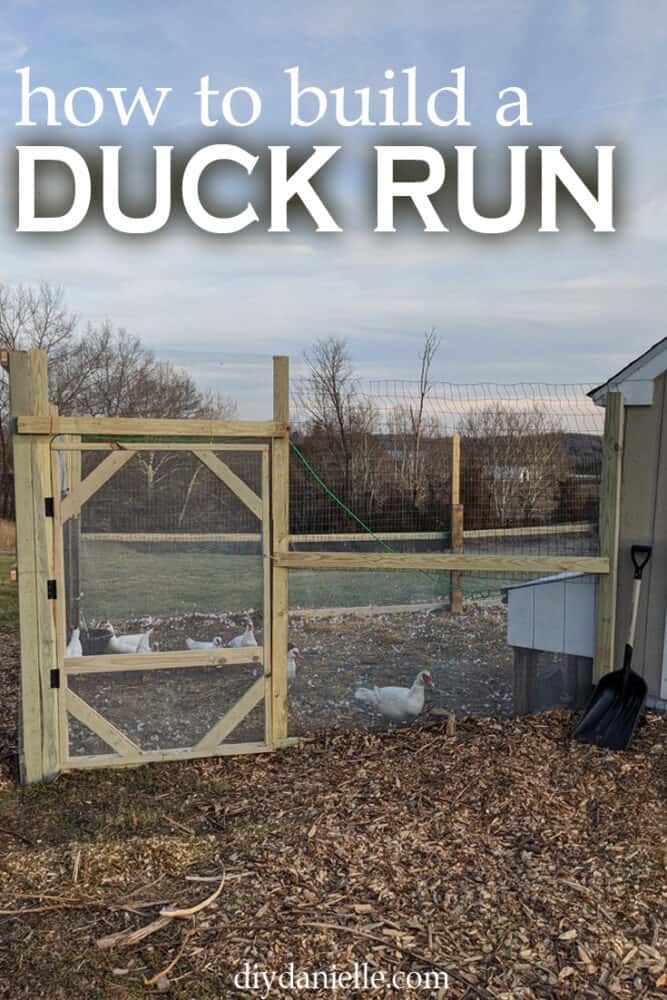 Our large duck run without netting over it yet. 6' door. 