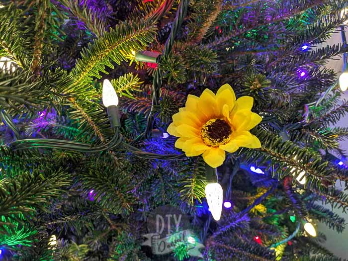 Sunflower contrasting on a Christmas tree against white and multi colored lights.