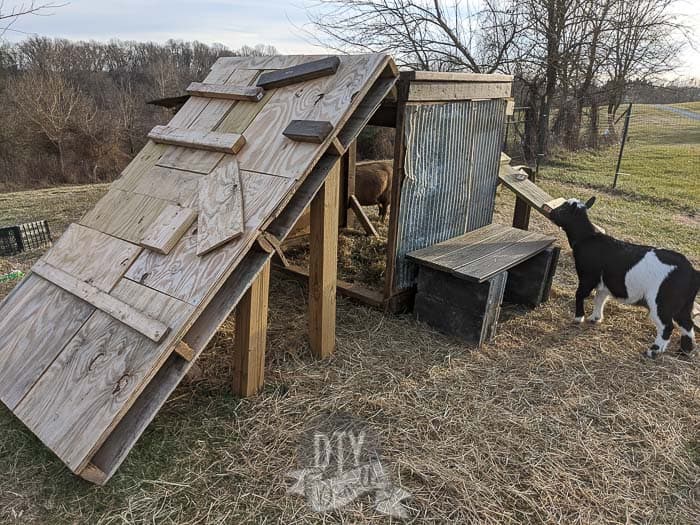 Bench and pallet ramp for playground. Nigerian Dwarf goat in image.