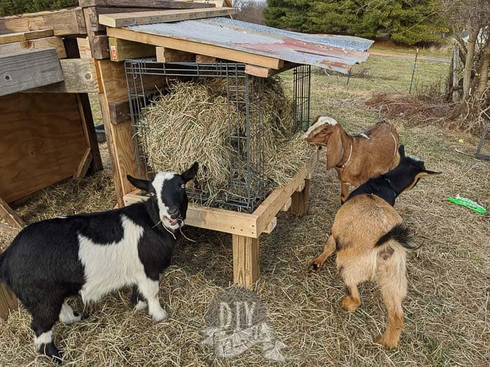 goat hay feeder with roof