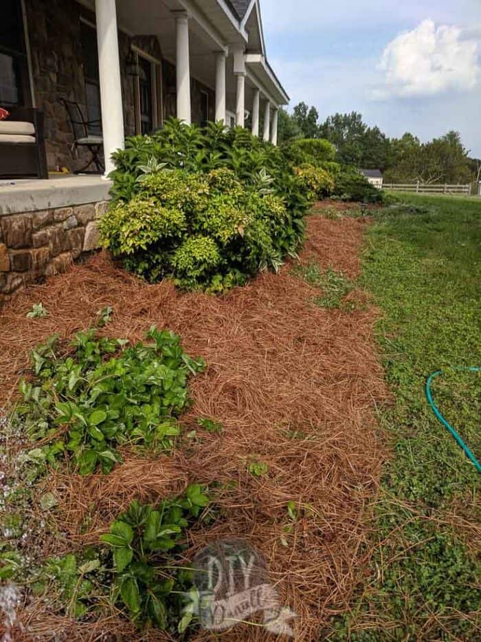 Should I Mulch with Pine Needles? - This Old House