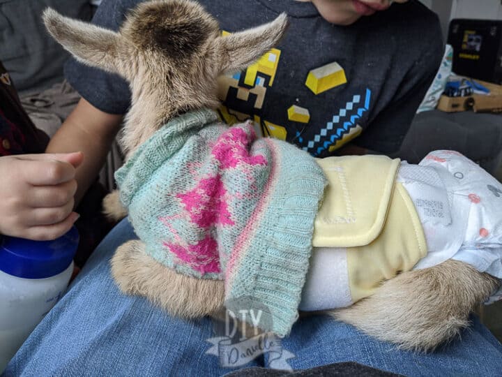 DIY Goat Diapers for Small Breeds DIY Danielle®