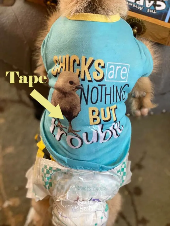 Goat in dog sweater and disposable baby diaper. Tape holding it on.