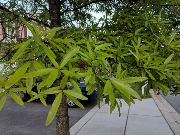 Huge bees all over my tree up front. They're attracted to the sap from the tree... the sap is from aphids eating the trees.