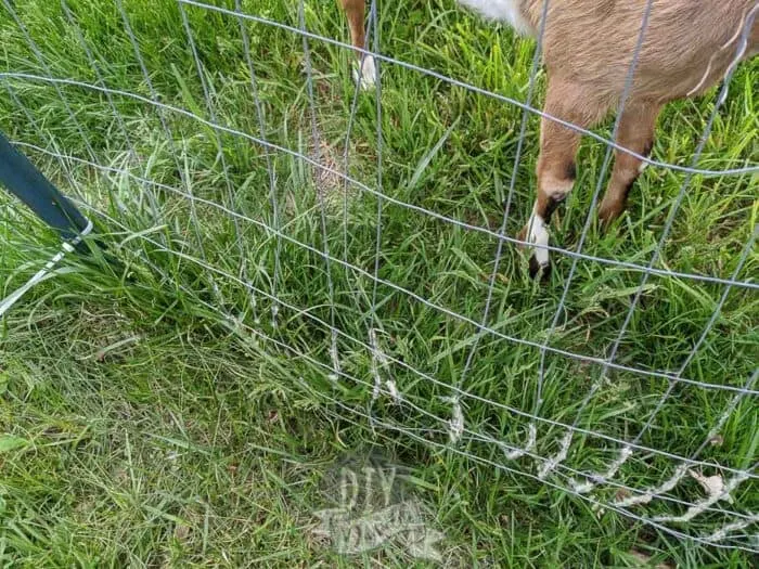 Broken welded wire fencing from my goats rubbing up on it.
