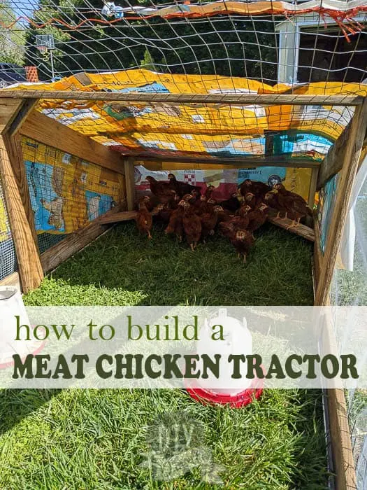 How to build a chicken tractor for your meat chicks and why this is the BEST way to raise meat birds for your homestead.