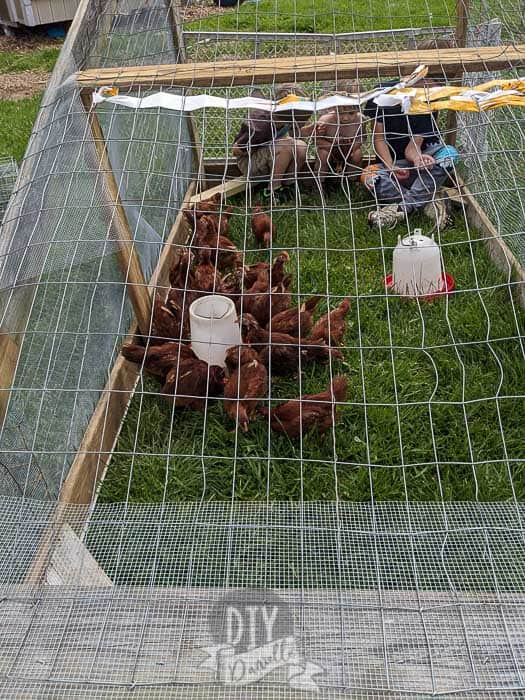 Our meat chicks and kids sitting in the chicken tractor.