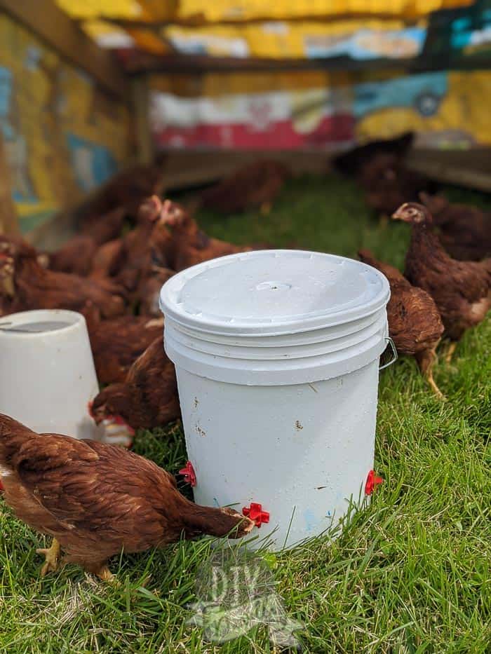 DIY chicken waterer from a 5 gallon bucket, chicken drinking out of it. 
