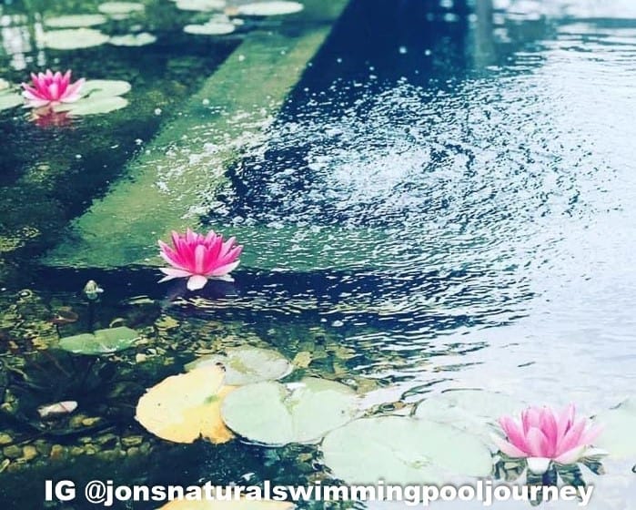 Up close photo of a backyard swimming pond.