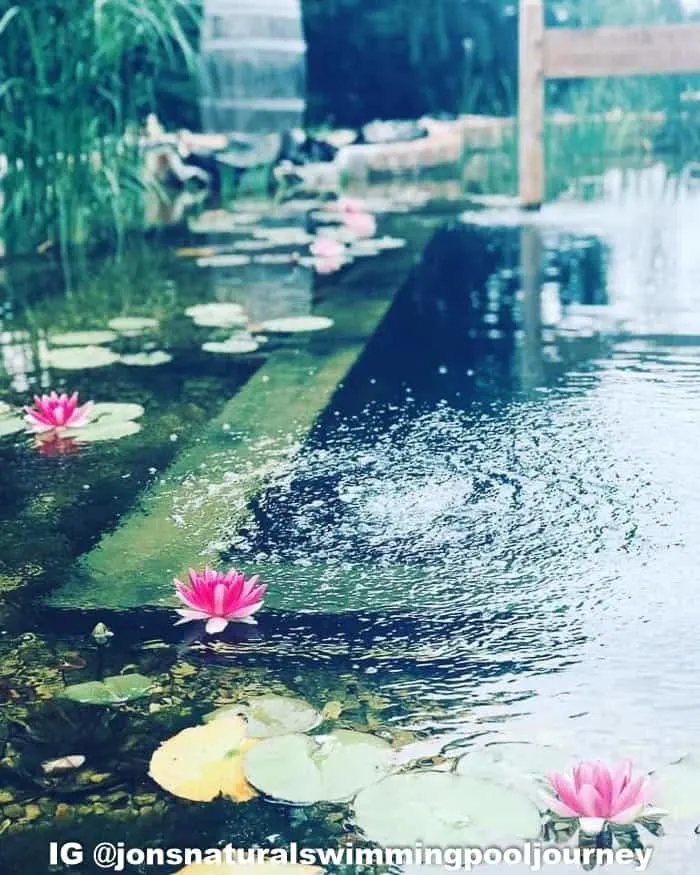 Lilies in the DIY natural swimming pond.