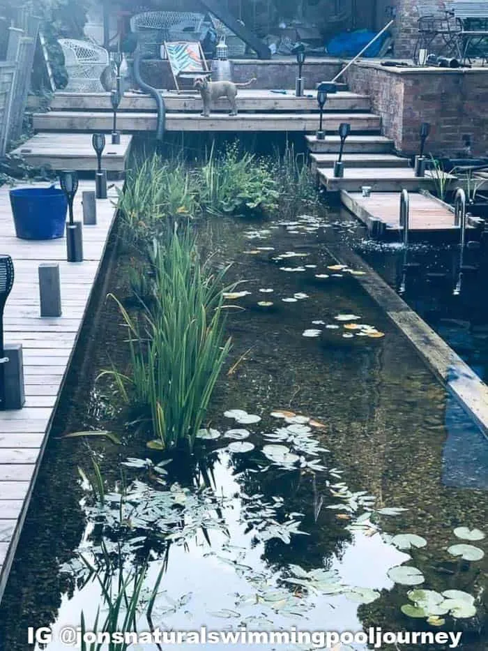 The shallow section of the swimming pond has an area for plants that help filter the water.