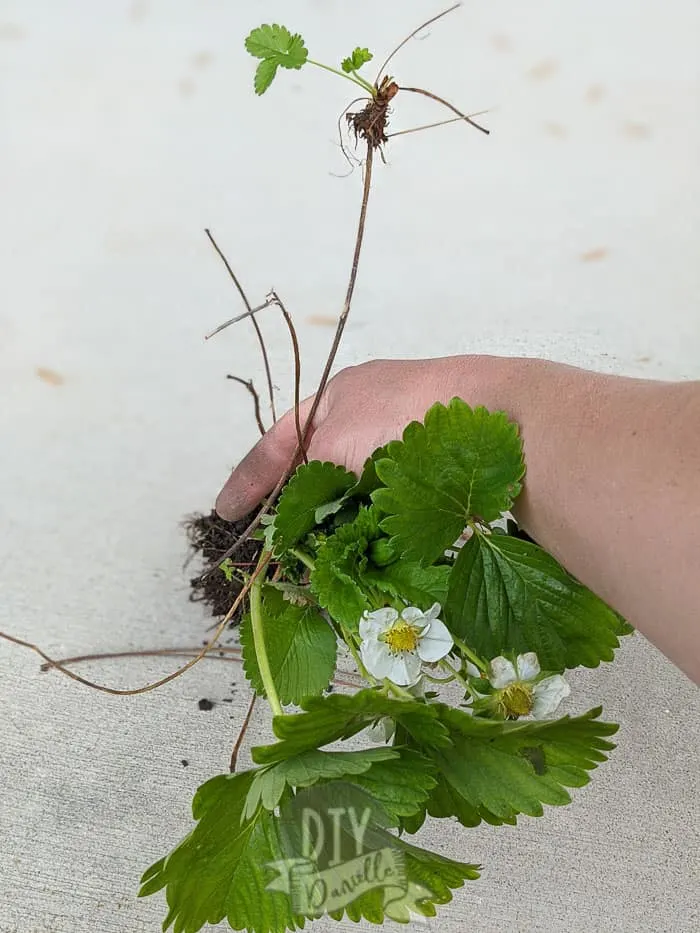 Small runner coming off a larger strawberry plant.