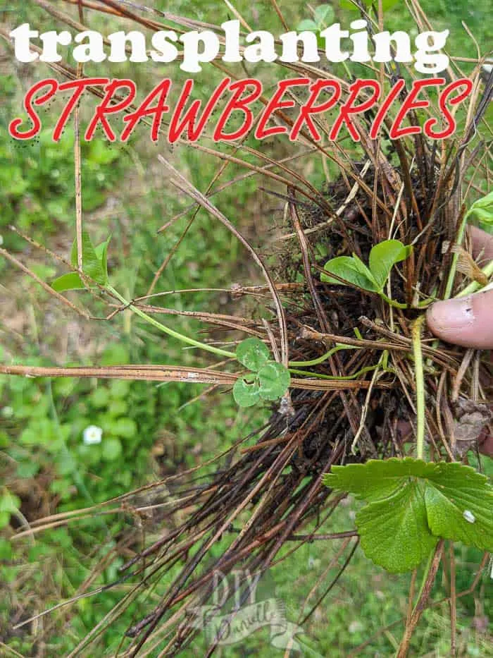 Tips for transplanting strawberries in your garden. One strawberry plant with pine straw mixed in and clover. 