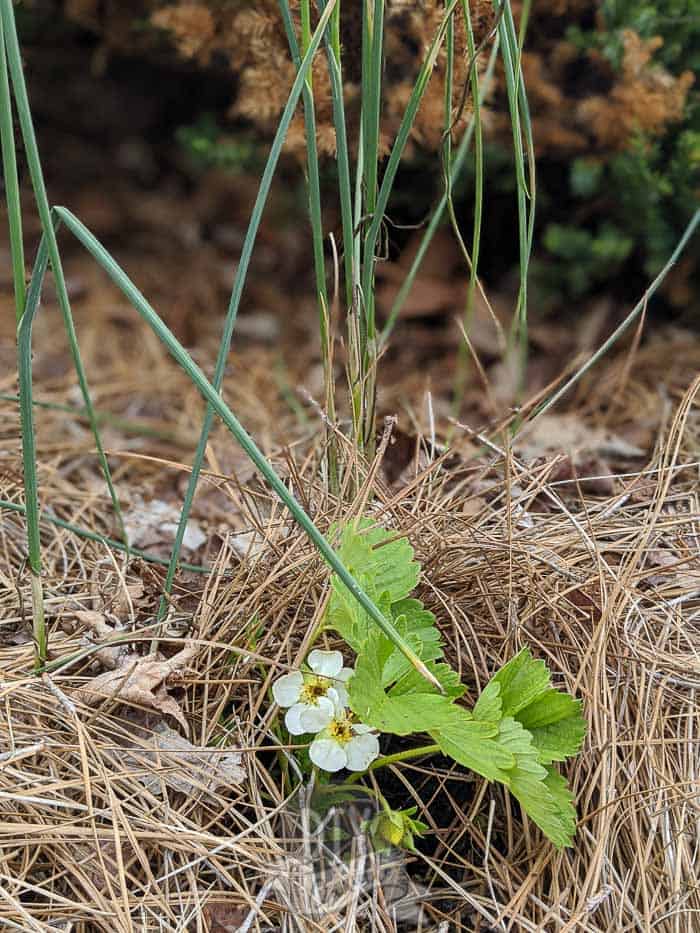 Strawberry plant transplanted to another area of my garden. Wild garlic growing beside it. Mulched with pine straw.