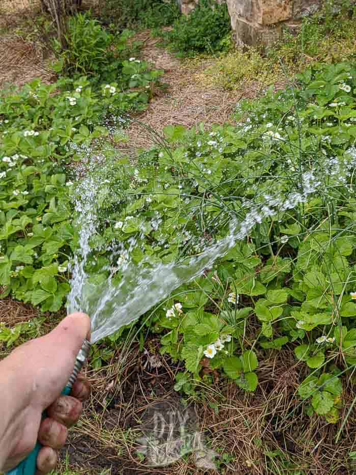 Watering my strawberry plants after transplanting some. 