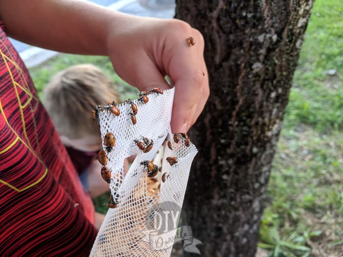 Ladybugs come in a mesh bag. Expect to have some climb on you as you free them.