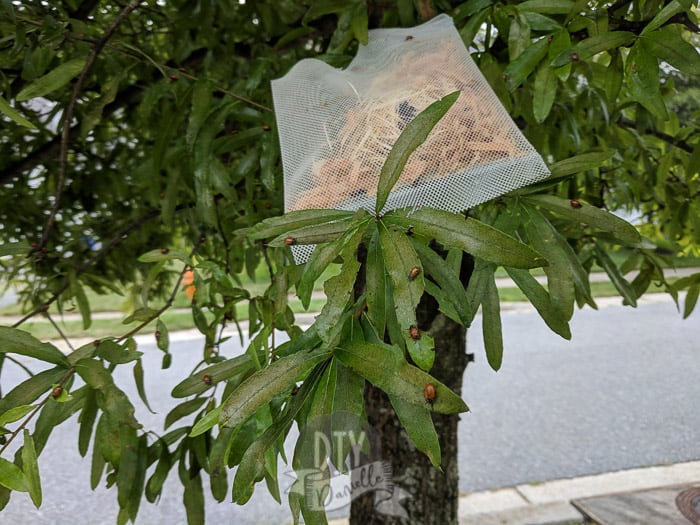 Ladybugs in a bag on a tree branch.