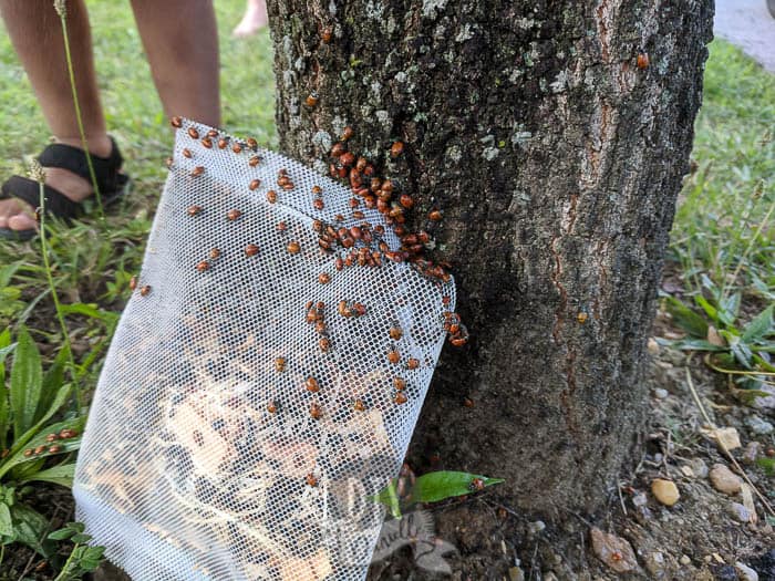 Ladybugs crawling up the tree from out of a bag. These ladybugs were shipped to me to use as a form of aphid control.
