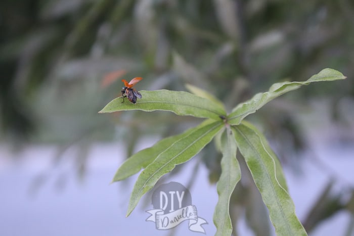 Ladybug with wings open, taking off from the leaf of a tree.