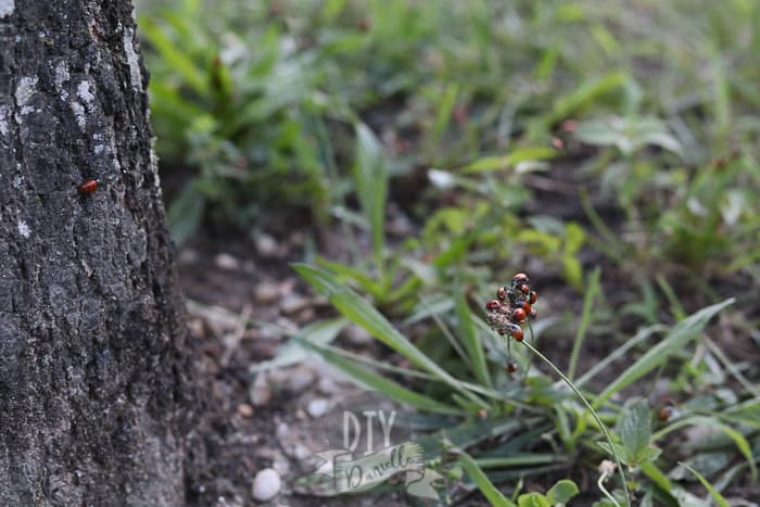 Ladybugs crawling on a plant and tree in my garden after being released.