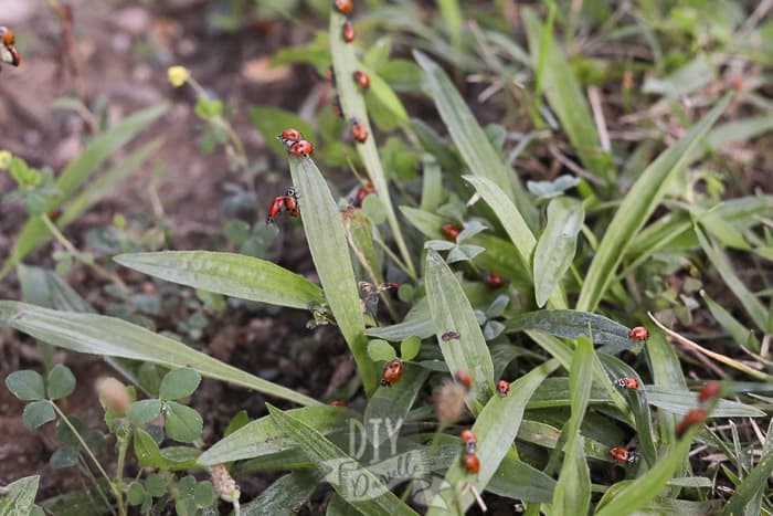 Ladybugs crawling on a plant in my garden after being released.