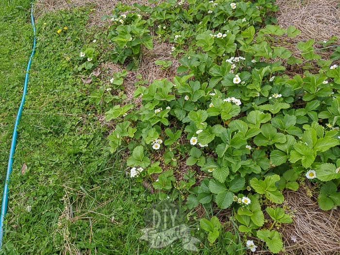 Strawberries starting to grow into the lawn. The garden bed needed edging.