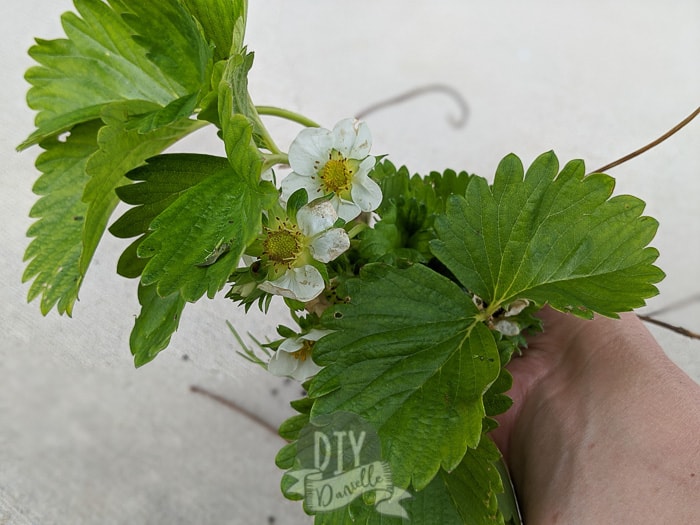 Strawberries dug up in Spring from my garden to be transplanted.