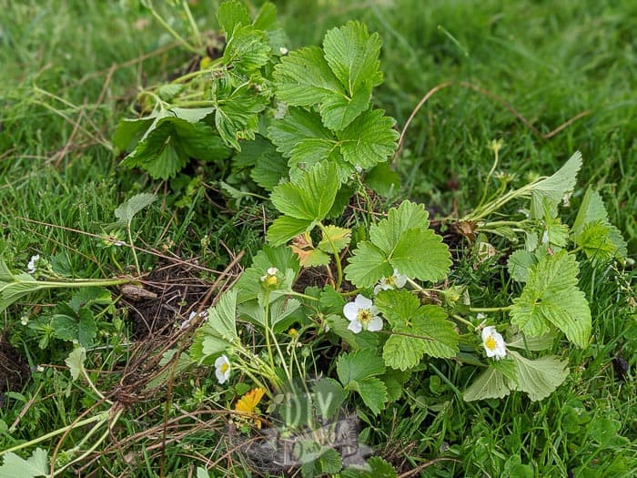 Pile of strawberry plants that I dug out to transplant.